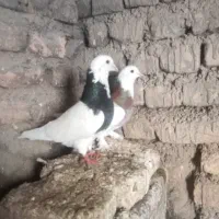 کبوتر|پرنده|گالیکش, |دیوار