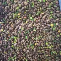 مغزه بن ومغزه الوک  تازه بصورت عمده ۱۰کیلوبه بالا