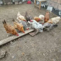 مرغ تخم گذار