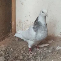 کبوتر طوق سرورشازده ایی نر