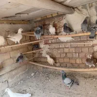 پلاکی|پرنده|کاشان, کارگر|دیوار