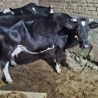 گاو حامله گوساله