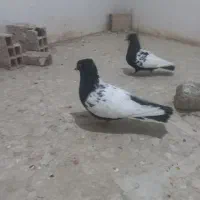 کفتر یا کبوتر سینه سیاه کاکلی