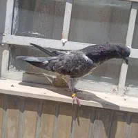 کفتر نر ماده انگلیسی پرش سنگین