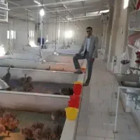 جوجه شترمرغ