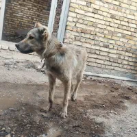 سگ سرابی اصیل