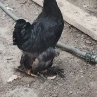 خروس برهما بلک و دارک