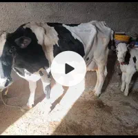 گاو گوساله