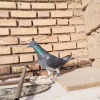 نرچاپی