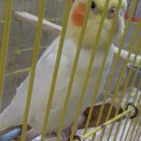 عروس لوتینو مماده یکساله 2 تومن