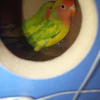طوطی کوتوله