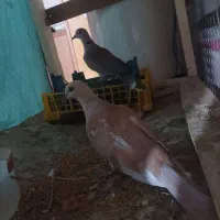 یک جفت کپوت نزدیک تخم معامله با کبوتر