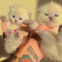 چین چیلا وایت