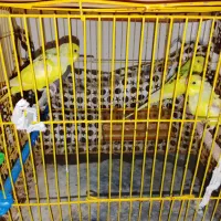 باسلام سه عدد جوجه مرغ عشق تازه چینه خوره شده