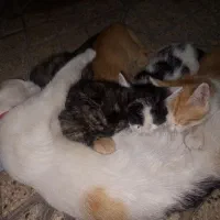 واگذاری گربه