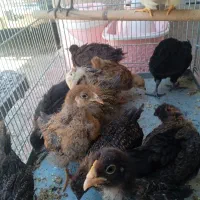 جوجه  ومرغ محلی تخم گزار