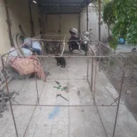 قفس مرغ و خروس بزرگ