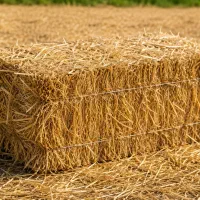 فروش سرچینا ( کلوش ) ارسال با وانت