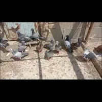 پلاکی|پرنده|کربال, |دیوار