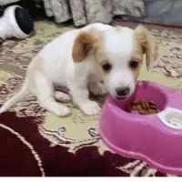سگه شیتزو آشپیز