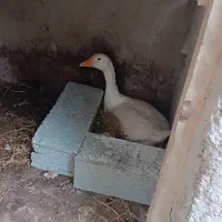 غاز نر و دو تا ماده