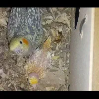 عروس هلندی ماده