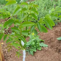 باغ گردو پر محصول ، ساری، دودانگه