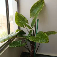 گل طبیعی باباآدم