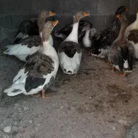 غاز