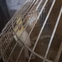 سلام یک  عروس  یک مرغ عشق