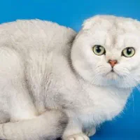 گربه نژاد اسکاتیش