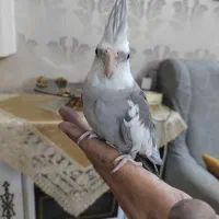 عروس  سخنگو