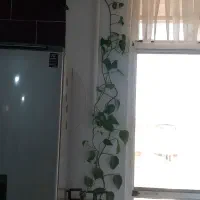 پتوس سرحال