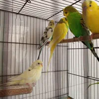 پنج عدد مرغ عشق