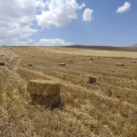 کاه جوپرس