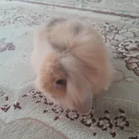 خرگوش جرسی لوپ