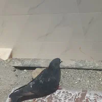 یک جفت کفتر خوب دونه ۳۰۰ پرشی