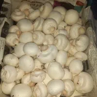 فروش قارچ درجه یک و تازه در شهر اهرم