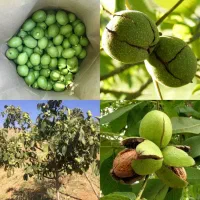 نهال گردو خوشه ای