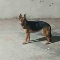 سگ ژرمن شپرد
