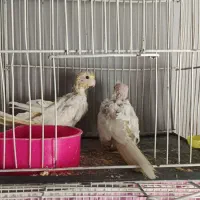 جوجه لوتینو آماده دستی کردن دون خور