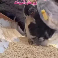 گوسفند سبک وسنگین برای کشتار زنده