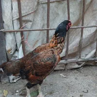 مرغ لاری