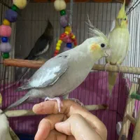 عروس هلندی