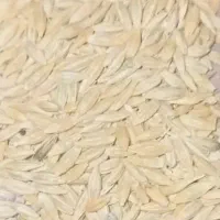 سلام گندم جو درمحل به قیمت روز