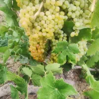 سرکارگر چیدن میوه