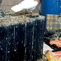 کبوتر توقی طوقی زرد