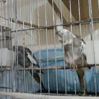 عروس هلندی جفت