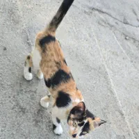 حمایتی گربه ناز