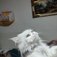 گربه پرشین
